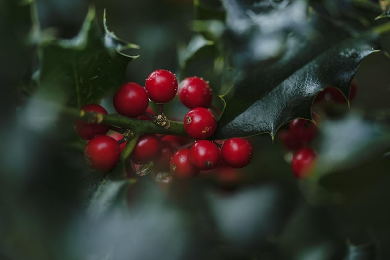 Phoenix Berries